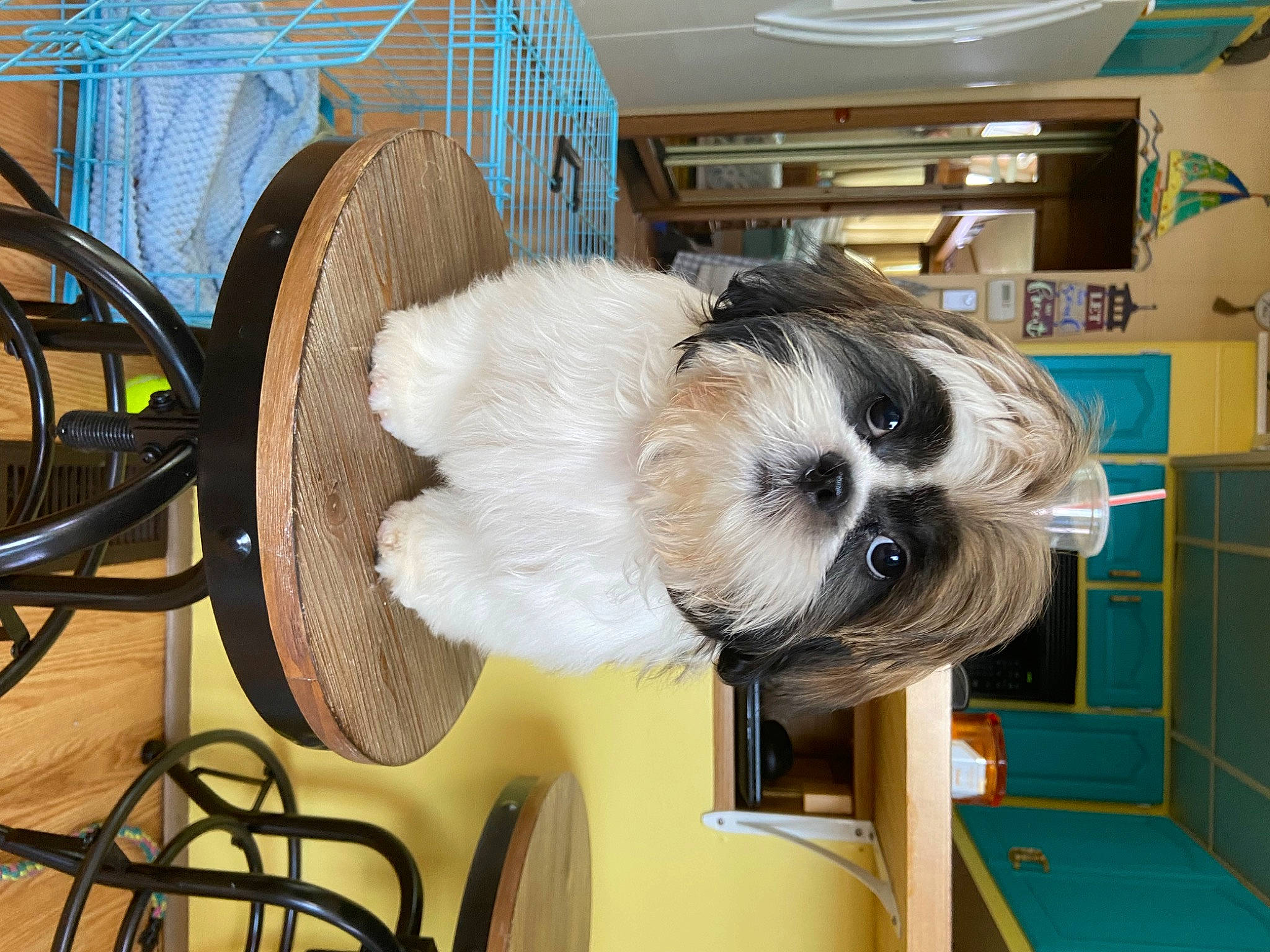 Benny joined the competition — help win amazing prizes! canidae, carnivore, chair, collar, companion_dog, dog, dog_breed, fur, mammal, room, sporting_group, tail, toy, whiskers, working_animal