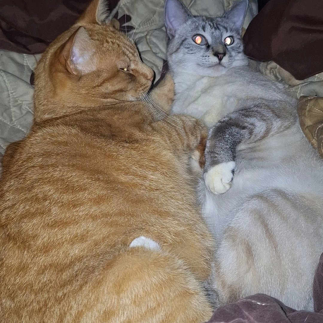 Vicky a rejoint le concours — aidez-le/la à gagner de superbes lots ! animal, bed, blanket, cat, close_up, companions, cozy, domestic, ears, eyes, feline, fur, gray_cat, indoor, orange_tabby, pets, resting, sleepy, two_animals, whiskers