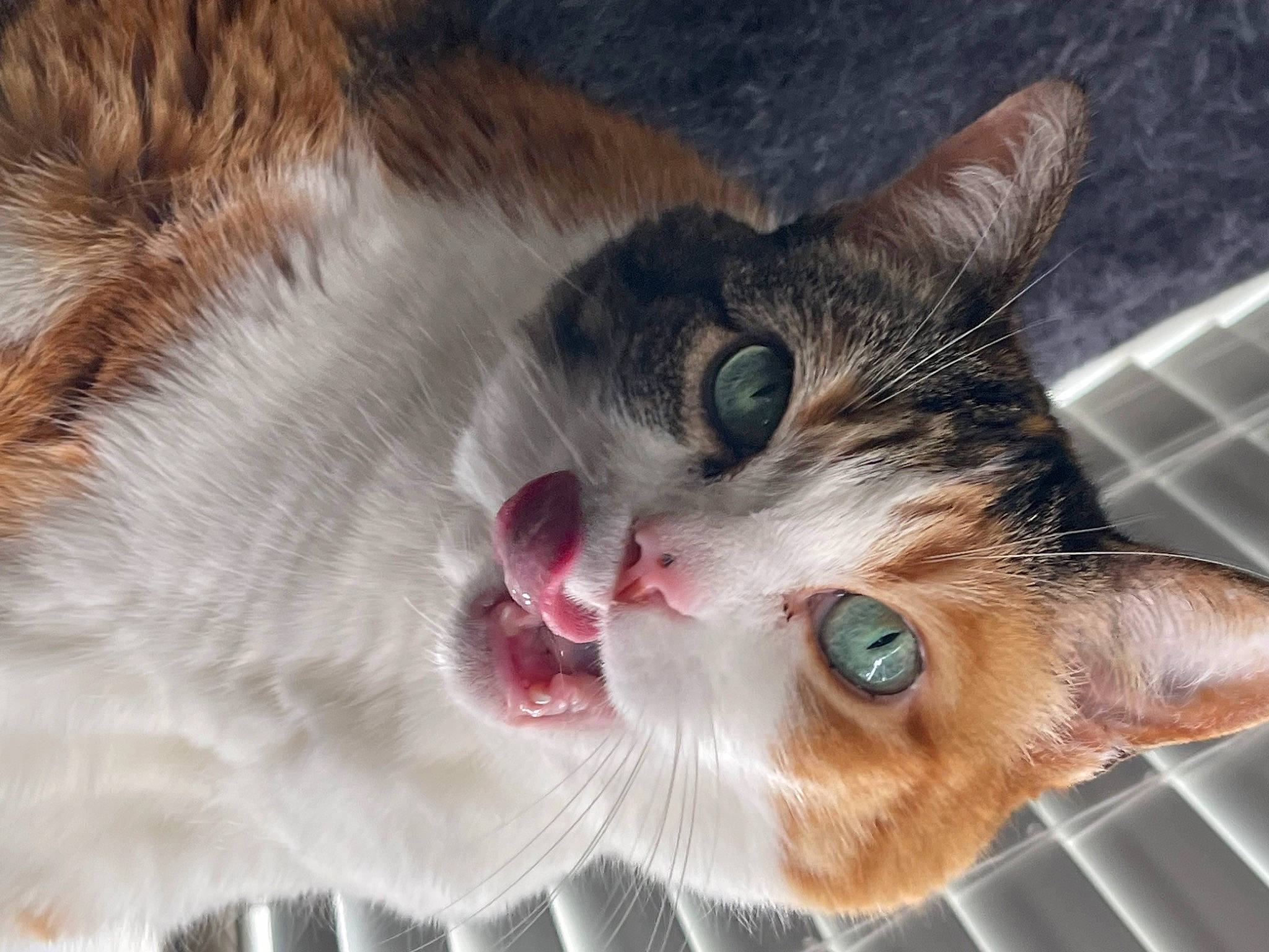 Bailey is registered to the contest to win money with this photo: carnivore, cat, claw, close_up, domestic_short_haired_cat, ear, eyelash, fang, felidae, fur, iris, nose, paw, plant, small_to_medium_sized_cats, snout, whiskers