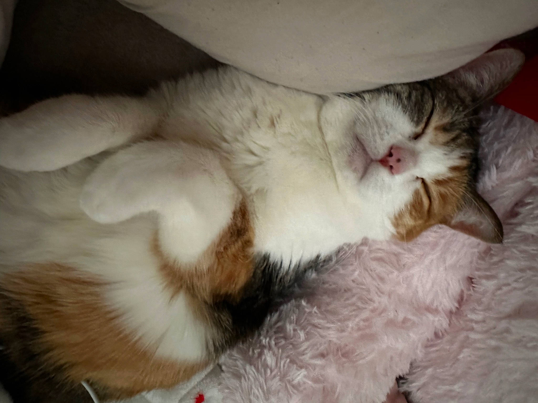 Bailey joined the competition — help win amazing prizes! carnivore, cat, cat_bed, cat_supply, claw, comfort, domestic_short_haired_cat, ear, felidae, fur, nap, paw, sleep, small_to_medium_sized_cats, snout, tail, whiskers