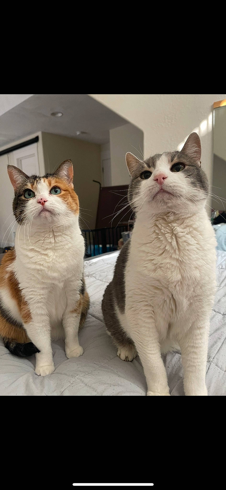 Bailey is registered to the contest to win money with this photo: carnivore, cat, comfort, domestic_short_haired_cat, felidae, fixture, fur, paw, photo_caption, rectangle, sitting, small_to_medium_sized_cats, snout, tail, terrestrial_animal, whiskers, window