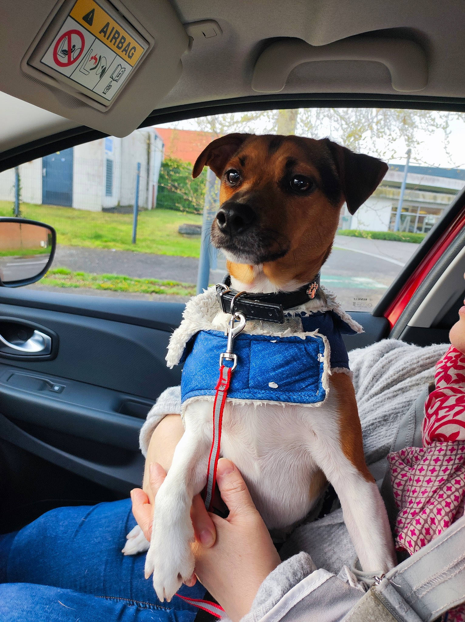 Choupi participe au concours pour gagner de l'argent avec cette photo : auto_part, automotive_exterior, automotive_mirror, car, car_seat, car_seat_cover, carnivore, collar, companion_dog, dog, dog_breed, dog_collar, fawn, mirror, motor_vehicle, seat_belt, snout, steering_wheel, vehicle, vehicle_door