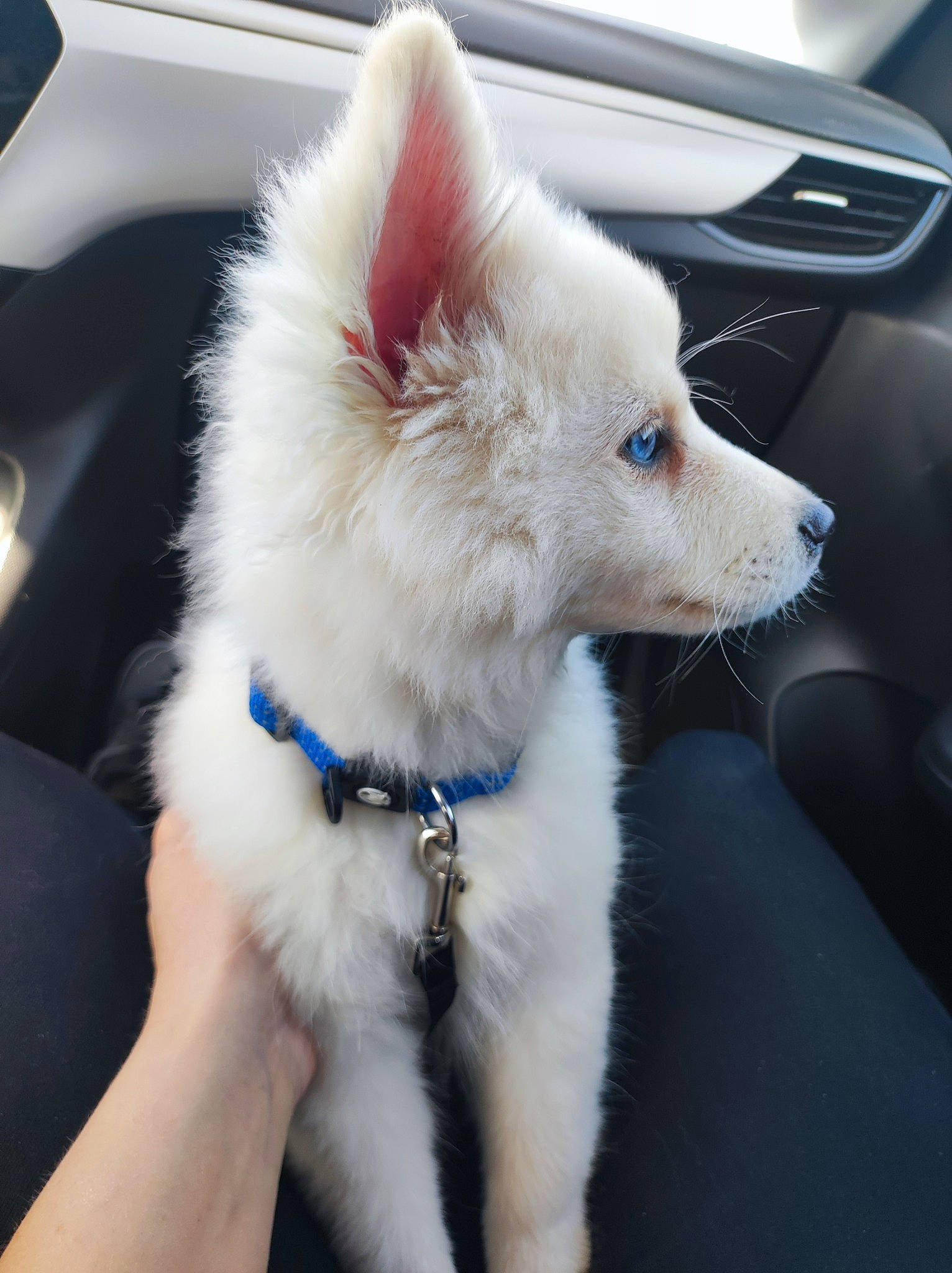 Oslo participe au concours pour gagner de l'argent avec cette photo : canidae, car, carnivore, collar, companion_dog, dog, dog_breed, dog_collar, dog_supply, electric_blue, fawn, fur, hood, samoyed, snout, sporting_group, vehicle, whiskers, windscreen_wiper, windshield