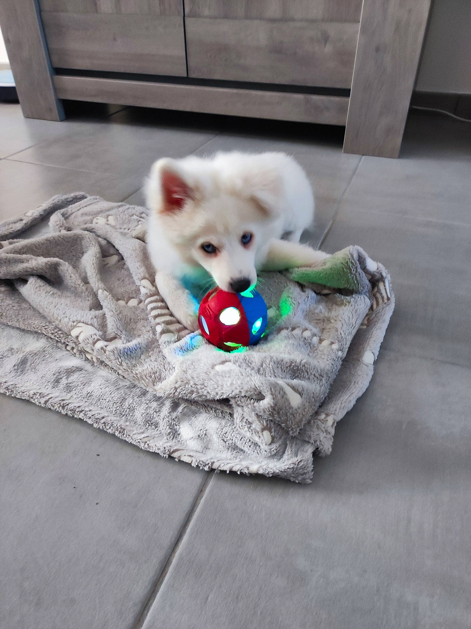 Oslo participe au concours pour gagner de l'argent avec cette photo : baby_products, canidae, carnivore, companion_dog, dog, dog_breed, fashion_accessory, fawn, felidae, flooring, fur, grey, plush, snout, stuffed_toy, tail, textile, toy, toy_dog, whiskers