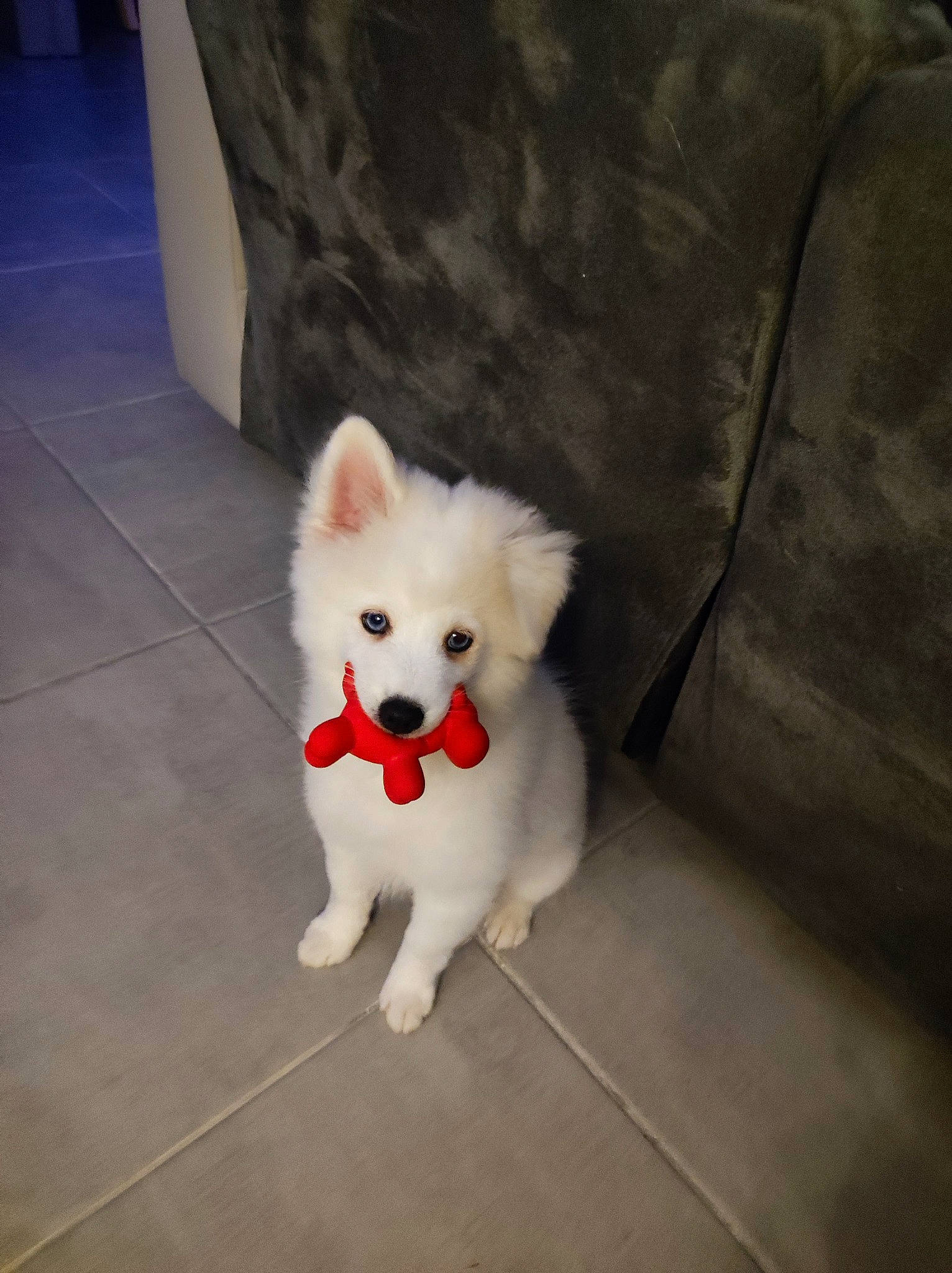 Oslo a rejoint le concours — aidez-le/la à gagner de superbes lots ! canidae, carmine, carnivore, companion_dog, couch, dog, dog_breed, dog_supply, fawn, flooring, fur, samoyed, snout, spitz, sporting_group, tail, toy_dog, volpino_italiano, whiskers, working_animal