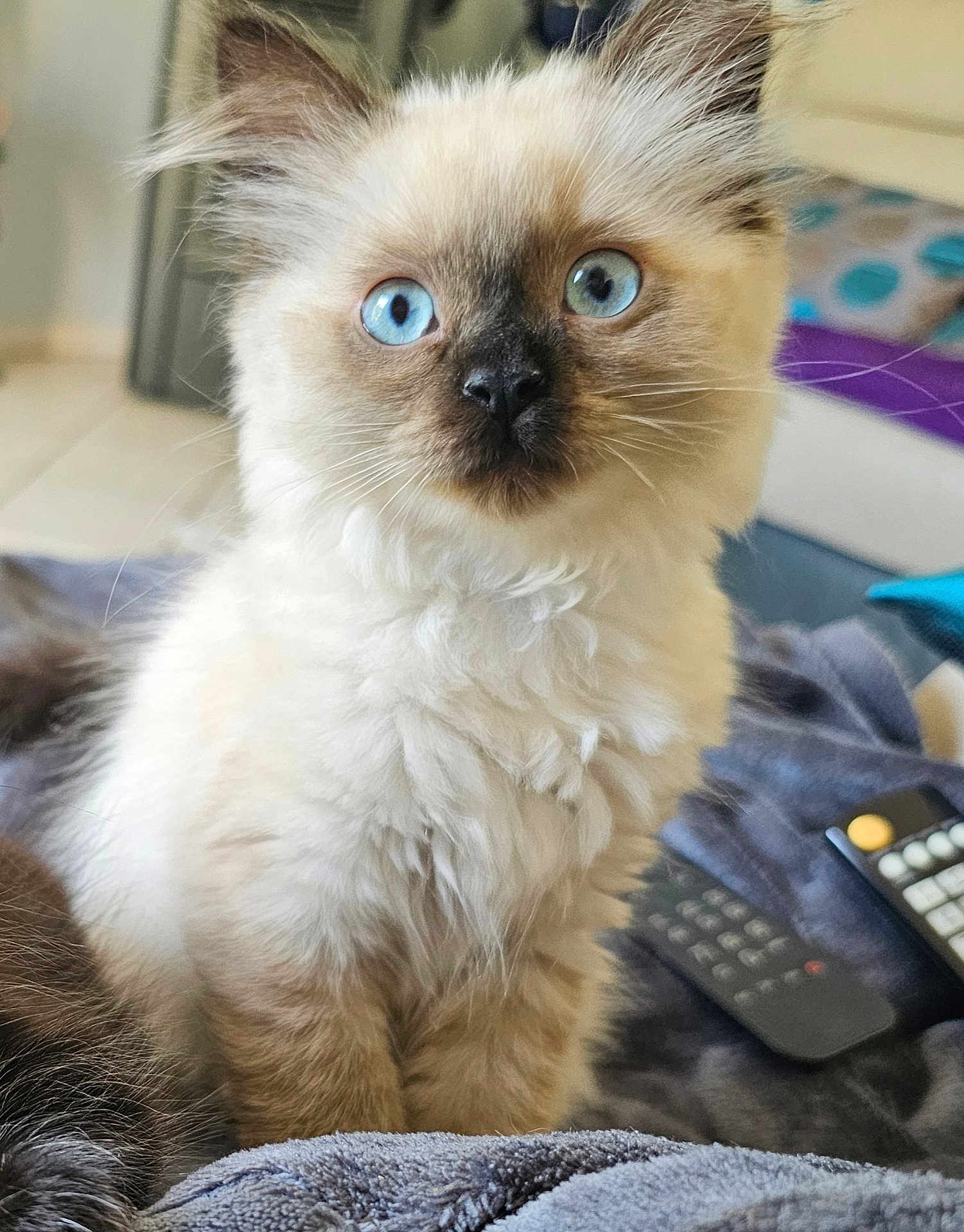 Chaussette participe au concours pour gagner de l'argent avec cette photo : kitten, cat, blue_eyes, fluffy, fur, pet, indoor, blanket, remote_control, curious, young, animal, whiskers, cute, sitting, domestic_cat, feline, closeup, portrait, household