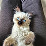 Chaussette a rejoint le concours — aidez-le/la à gagner de superbes lots ! kitten, cat, blue_eyes, fluffy, pet, lap, fur, whiskers, cute, animal, domestic_cat, relaxed, indoor, person, clothing, pants, feline, young, small, adorable