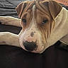 Marley is registered to the contest to win money with this photo: animal, bed, blanket, brown_and_white, close_up, cute, dog, ears, face, furniture, indoor, lying_down, nose, pet, portrait, puppy, relaxed, resting, window, wrinkles