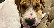 Marley joined the competition — help win amazing prizes! animal, beige, brown, closeup, companion, couch, cozy, curled_up, cute, dog, fur, home, indoor, pet, puppy, relaxed, resting, soft, white, wrinkles