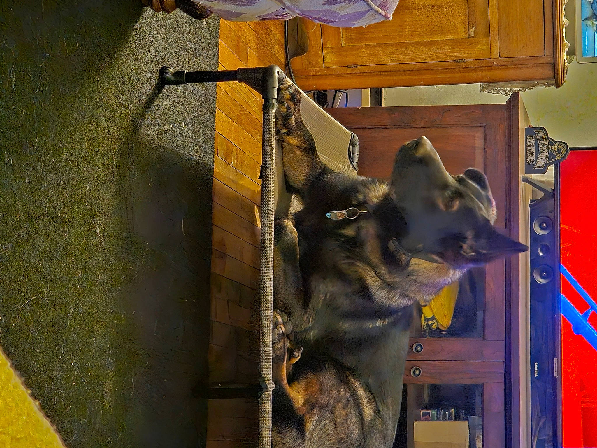 Jaxxen is registered to the contest to win money with this photo: art, bat, carnivore, fur, gas, glass, hat, metal, room, snout, visual_arts, window, wood, yellow