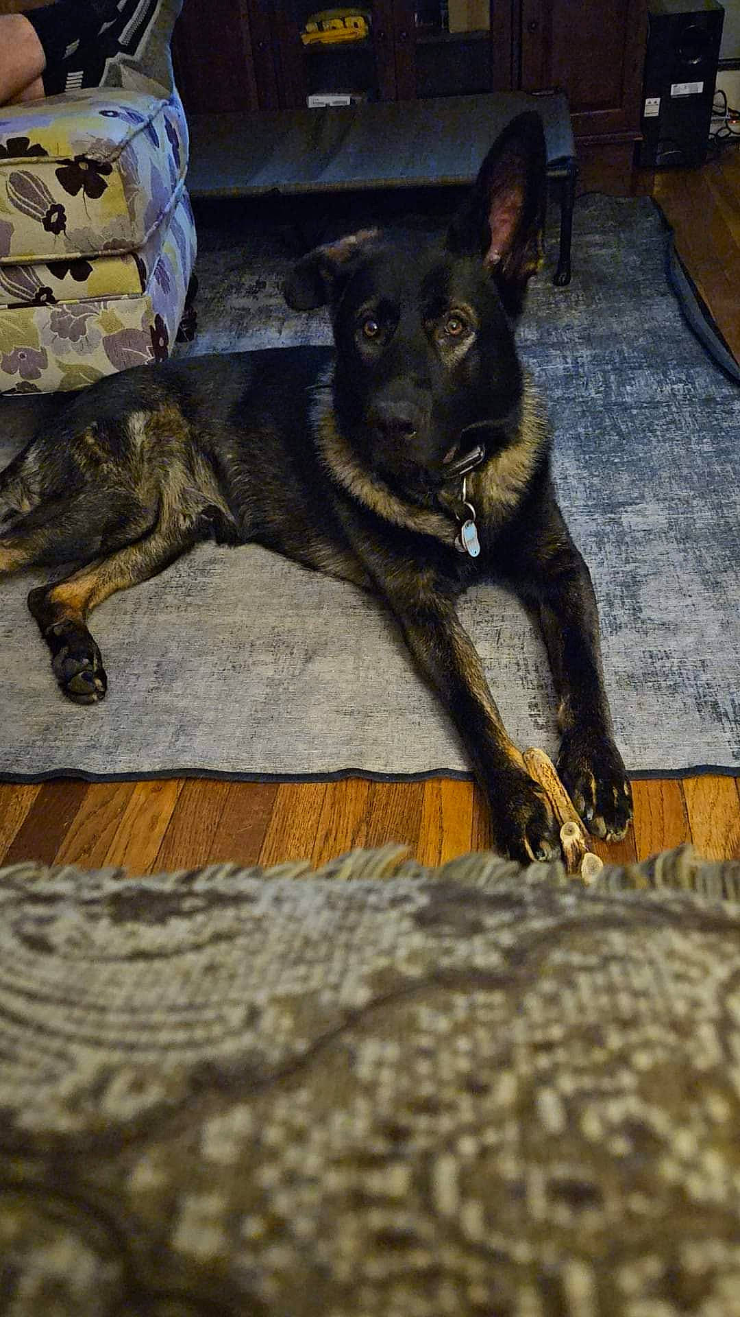 Jaxxen joined the competition — help win amazing prizes! canidae, carnivore, companion_dog, dog, dog_breed, fawn, fur, guard_dog, non_sporting_group, snout, sporting_group, street_dog, wood, working_animal, working_dog