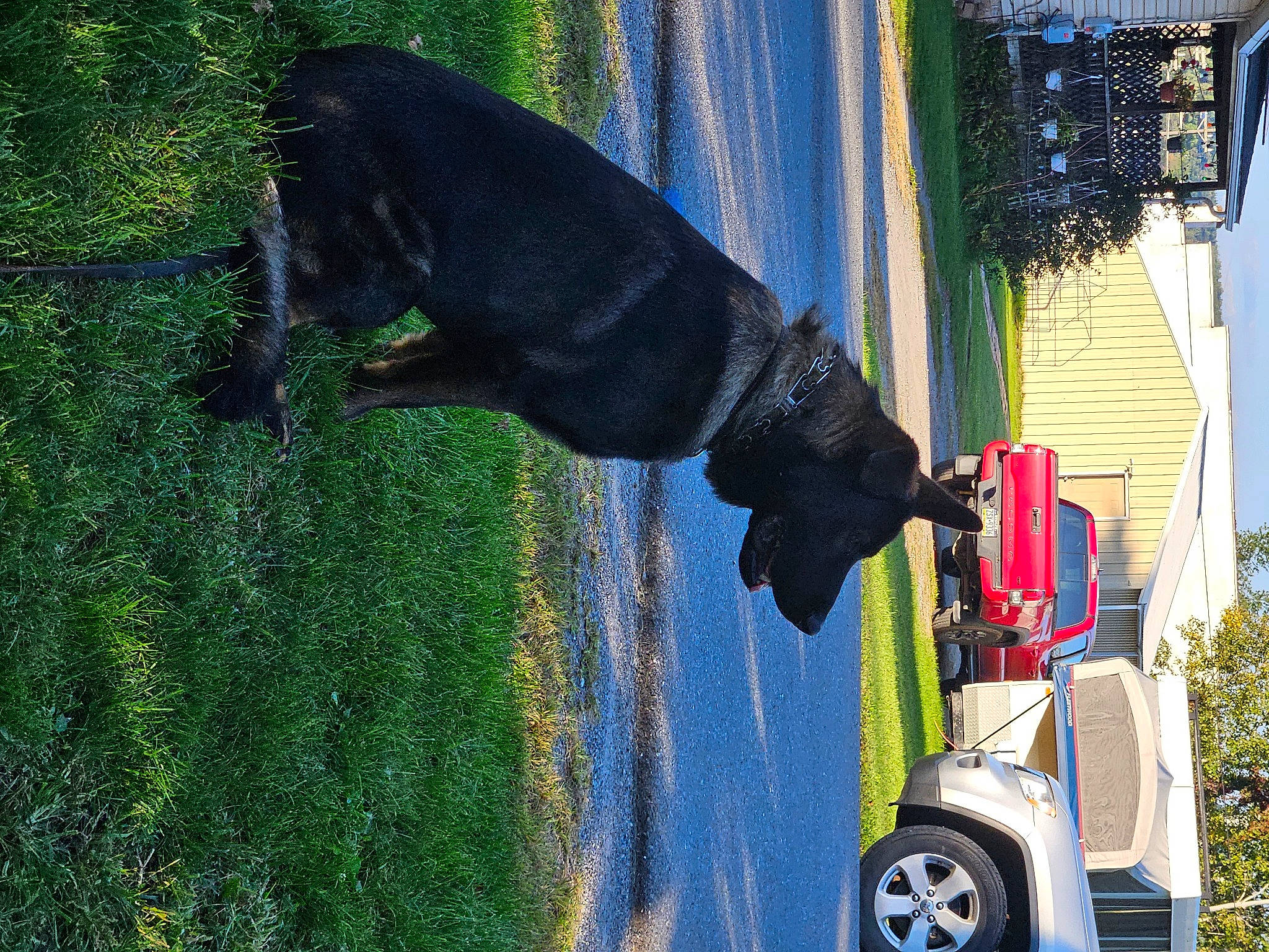 Jaxxen is registered to the contest to win money with this photo: automotive_design, automotive_exterior, automotive_tire, car, carnivore, dog, dog_breed, fender, grass, motor_vehicle, pet_supply, plant, snout, tail, tire, tread, tree, vehicle, water, wheel