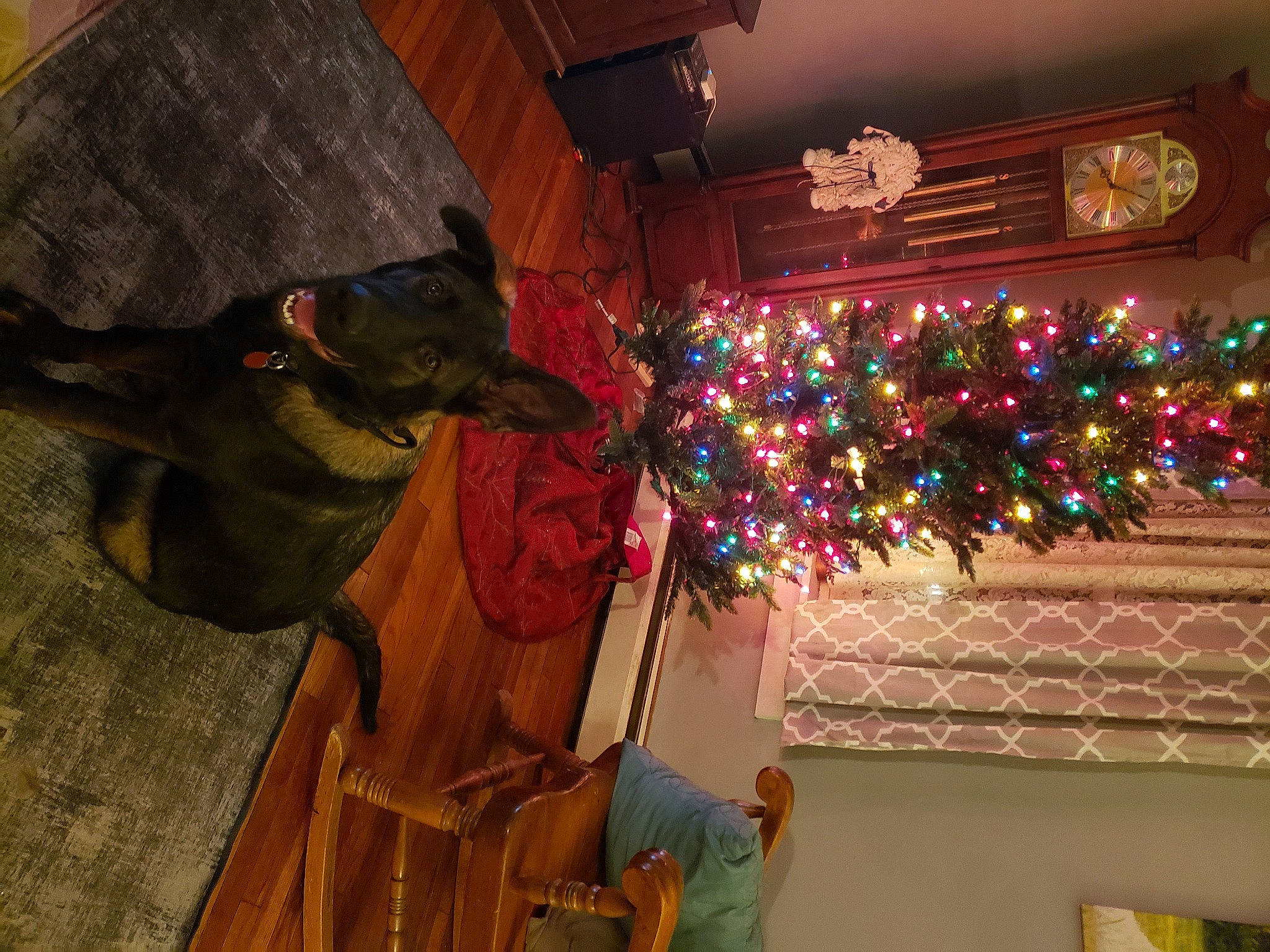 Jaxxen joined the competition — help win amazing prizes! christmas, christmas_decoration, christmas_ornament, christmas_tree, decoration, dog, dog_breed, event, fawn, fun, hat, holiday, holiday_ornament, ornament, plant, tradition, tree, window, wood, working_animal