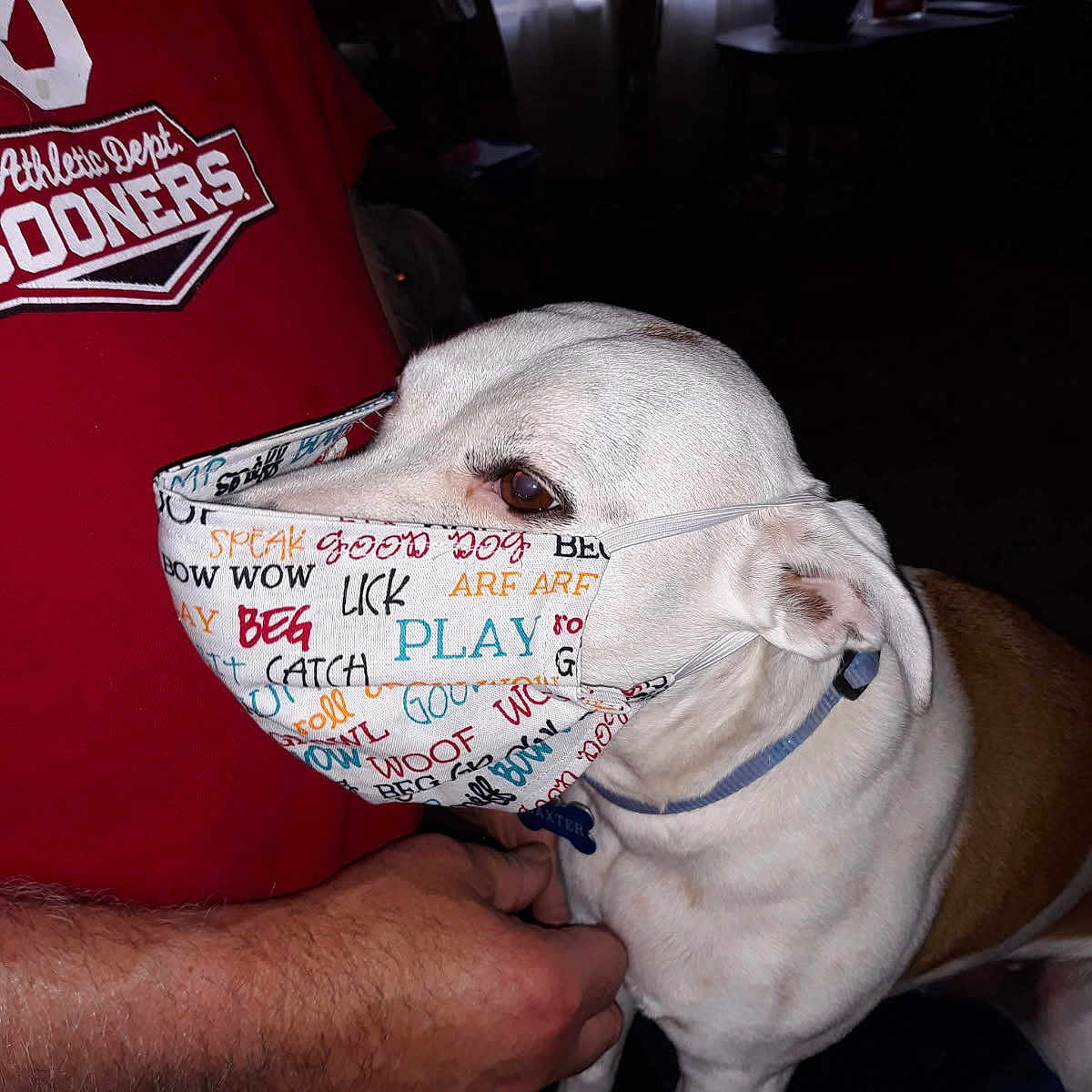 Baxter joined the competition — help win amazing prizes! animal, brown_and_white, closeup, collar, curtains, dog, face_covering, hand, home, indoor, light, mask, person, pet, plant, playing, red_shirt, table, tag, text_pattern
