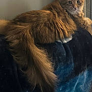 Piper joined the competition — help win amazing prizes! cat, fluffy, long_hair, tail, couch, indoor, pet, feline, animal, relaxed, sitting, looking, fur, domestic, whiskers, ears, cute, soft, home, cozy