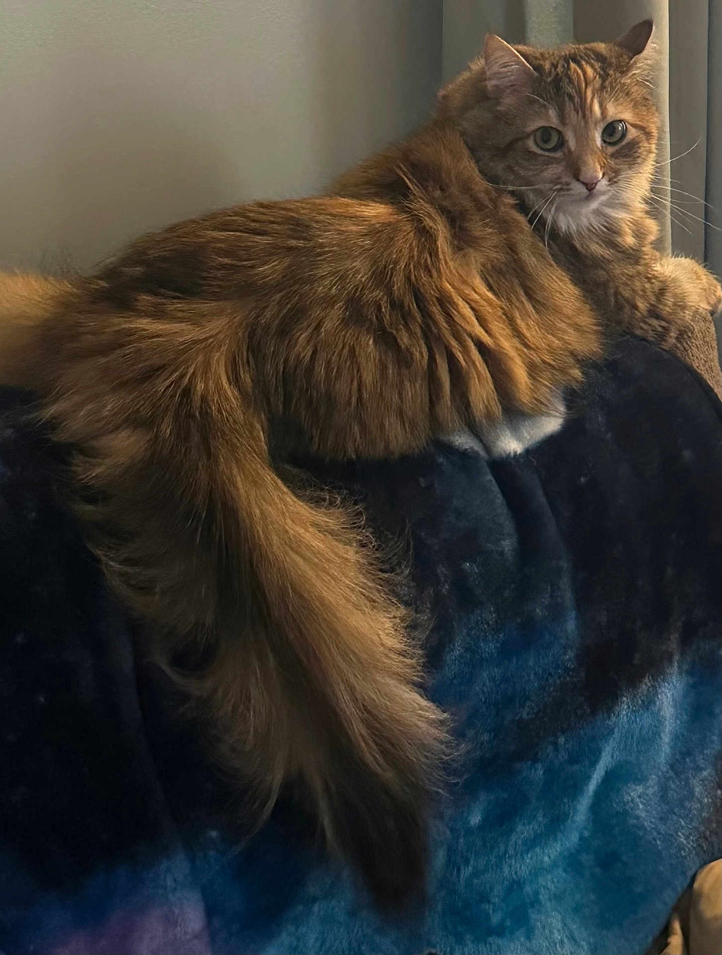 Piper joined the competition — help win amazing prizes! cat, fluffy, long_hair, tail, couch, indoor, pet, feline, animal, relaxed, sitting, looking, fur, domestic, whiskers, ears, cute, soft, home, cozy