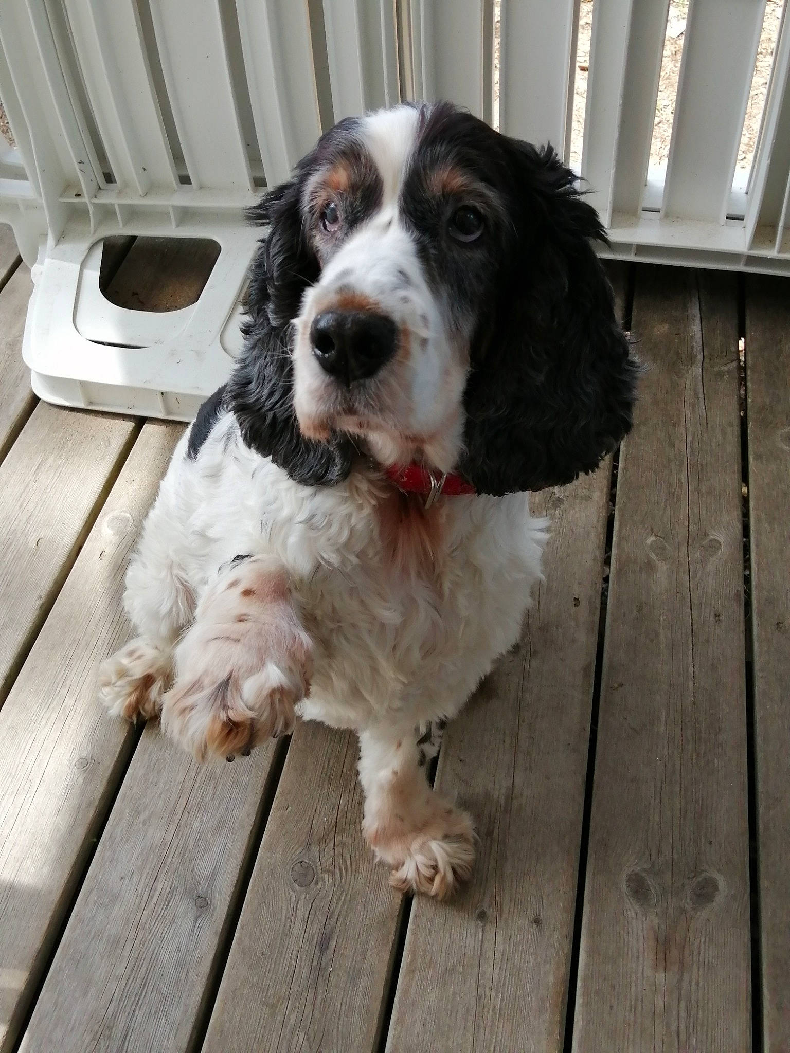 Dahlia a rejoint le concours — aidez-le/la à gagner de superbes lots ! canidae, carnivore, cocker_spaniel, companion_dog, dog, dog_breed, english_cocker_spaniel, english_springer_spaniel, field_spaniel, french_spaniel, mammal, rare_breed_dog, russian_spaniel, setter, snout, spaniel, sporting_group, vertebrate