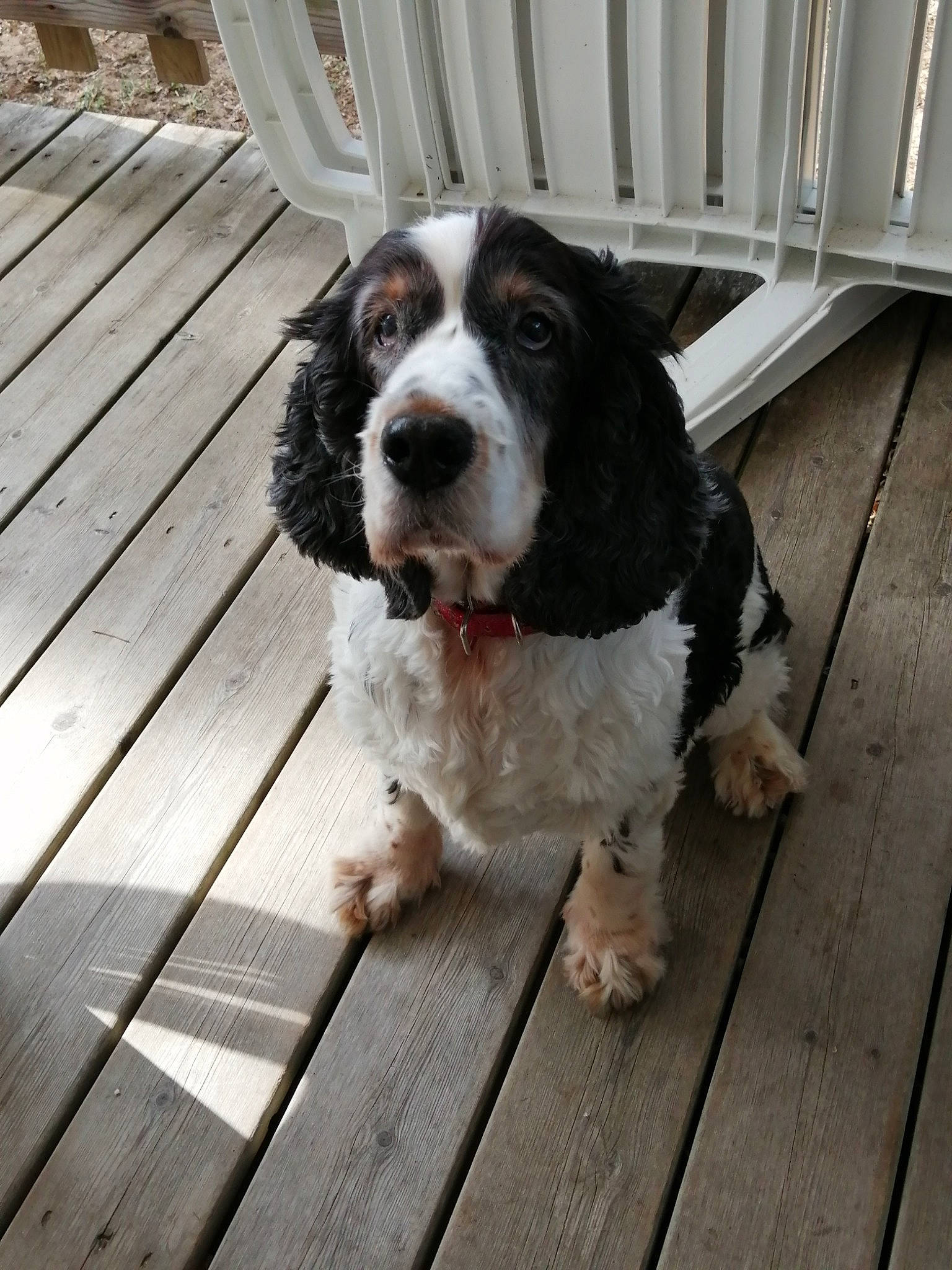 Dahlia a rejoint le concours — aidez-le/la à gagner de superbes lots ! american_cocker_spaniel, canidae, carnivore, cocker_spaniel, companion_dog, dog, dog_breed, english_cocker_spaniel, english_springer_spaniel, field_spaniel, french_spaniel, mammal, rare_breed_dog, russian_spaniel, snout, spaniel, sporting_group, vertebrate