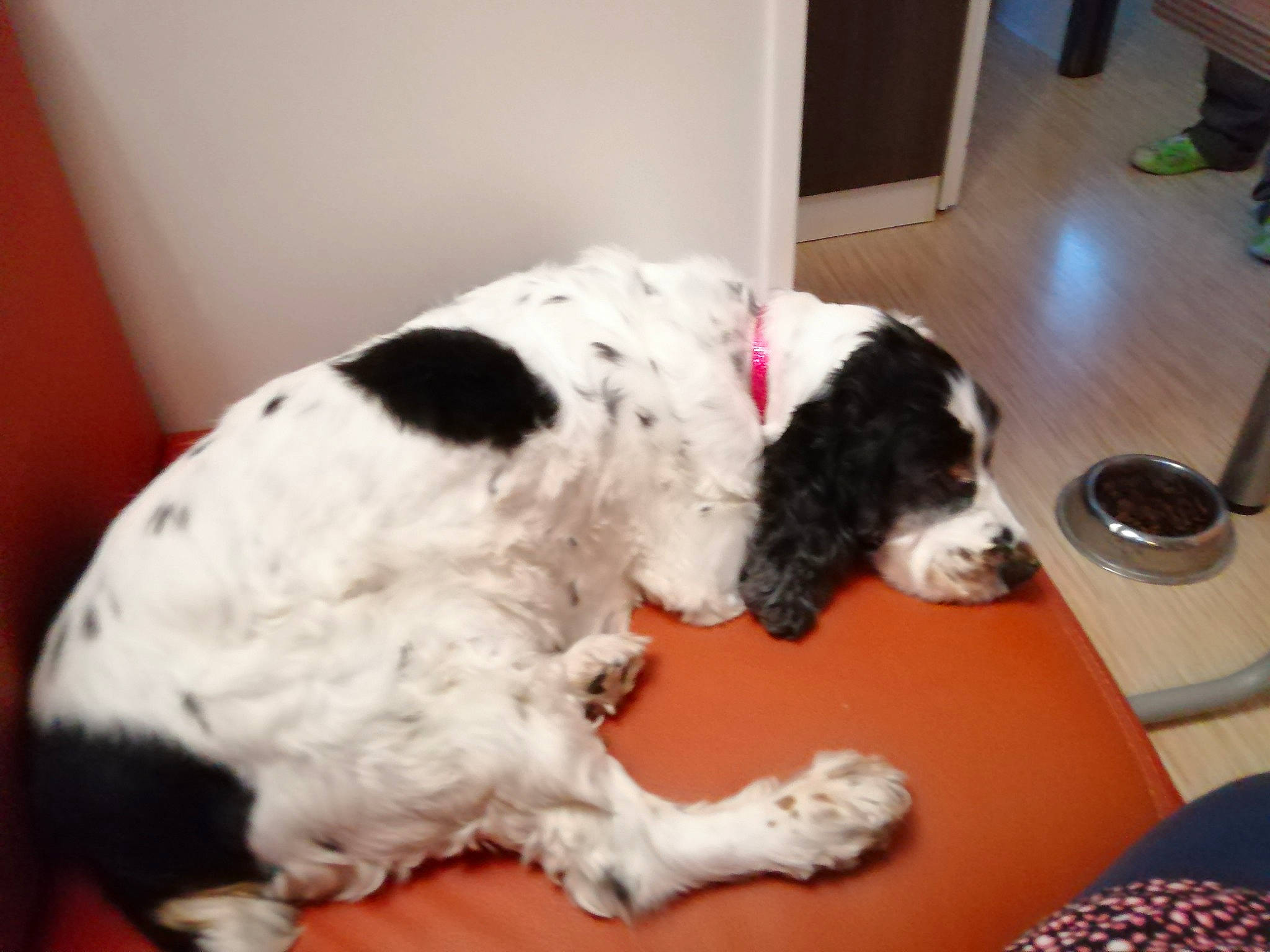 Dahlia participe au concours pour gagner de l'argent avec cette photo : canidae, carnivore, companion_dog, dog, dog_breed, english_cocker_spaniel, english_springer_spaniel, french_spaniel, landseer, mammal, rare_breed_dog, russian_spaniel, spaniel, sporting_group, vertebrate