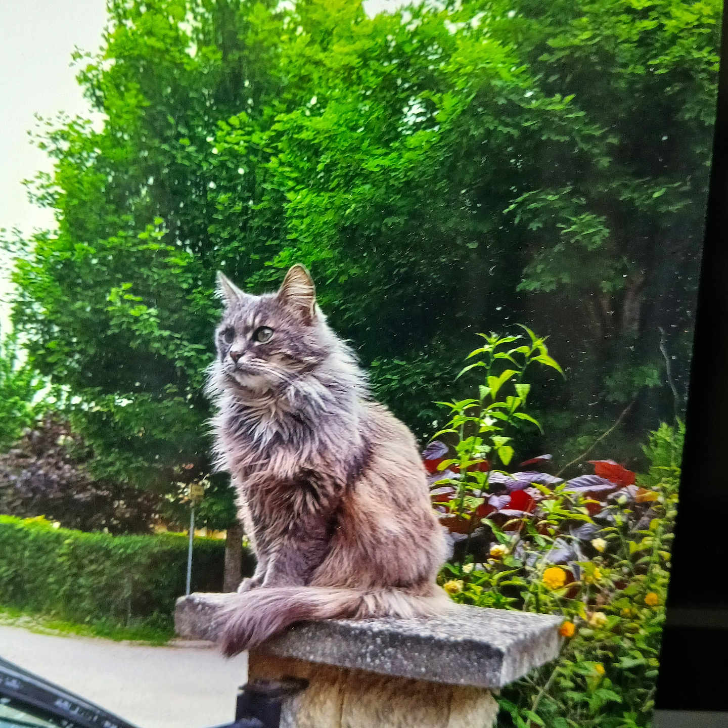 Gribouille a rejoint le concours — aidez-le/la à gagner de superbes lots ! animal, calm, cat, daylight, fence, fluffy, fur, garden, greenery, leaf, mammal, nature, outdoor, pet, plant, quiet, sitting, stone_pillar, tree, wildlife