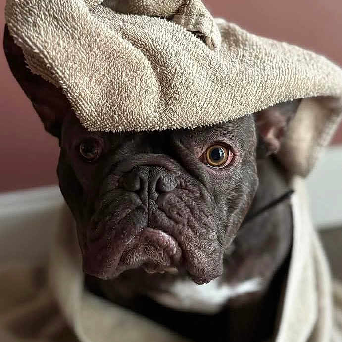 Oscar joined the competition — help win amazing prizes! animal, baby, blanket, boxer, bulldog, canine, cat, dog, frenchbulldog, person, pet, pitbull, puppy, quilt, snout, towel