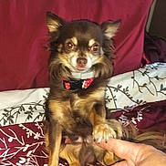 Hershey Kiss is registered to the contest to win money with this photo: animal, bedspread, brown_fur, close_up, collar, cozy, cute, dog, domestic_animal, friendship, hand, human_finger, indoor, interaction, paw, pet, pillow, sitting, small_dog, white_fur