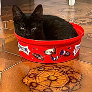 Sparky a rejoint le concours — aidez-le/la à gagner de superbes lots ! animal, blackcat, bowl, bucket, canine, cat, dog, dogbed, hardwood, indoors, interiordesign, kitten, leash, manx, pet, plant, pottedplant, stainedwood, wood