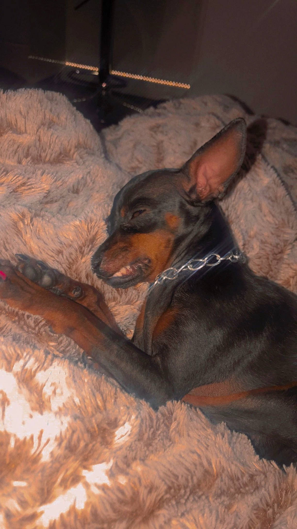 Perla participe au concours pour gagner de l'argent avec cette photo : brown, canidae, carnivore, comfort, companion_dog, dobermann, dog, dog_breed, ear, fawn, fur, guard_dog, liver, prazsky_krysarik, snout, sporting_group, toy_dog, whiskers, working_animal, working_dog