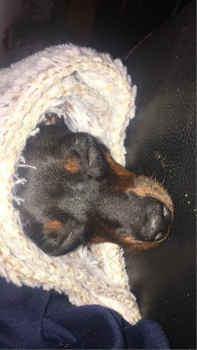 Perla participe au concours pour gagner de l'argent avec cette photo : canidae, carnivore, claw, companion_dog, dog, dog_breed, fawn, fur, guard_dog, liver, paw, puppy, snout, sporting_group, tail, terrestrial_animal, whiskers, working_animal, working_dog