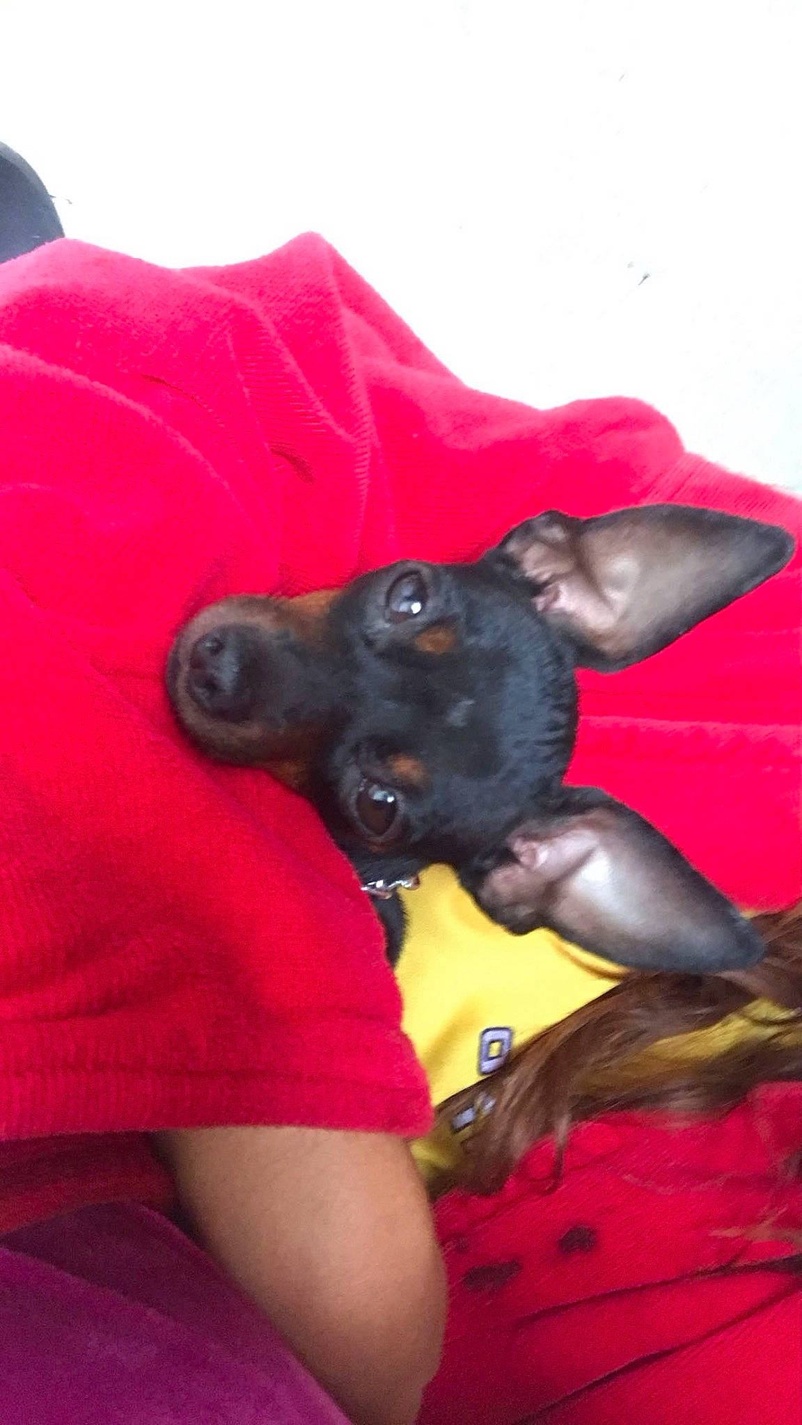 Perla participe au concours pour gagner de l'argent avec cette photo : canidae, carmine, carnivore, comfort, companion_dog, dog, dog_breed, dog_supply, ear, fawn, guard_dog, magenta, nap, non_sporting_group, paw, sporting_group, toy_dog, whiskers, working_animal, working_dog