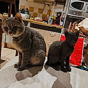 Punch participe au concours pour gagner de l'argent avec cette photo : cat, grey_cat, black_cat, pets, indoor, kitchen, furniture, chair, counters, appliances, domestic, animals, sitting, shadows, collar, floor, tile, cabinet, table, household