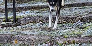 Kaïra a rejoint le concours — aidez-le/la à gagner de superbes lots ! dog, stairs, frost, leash, outdoor, grass, stone, black_and_white, morning, nature, cold, walking, metal_rail, pet, canine, winter, pathway, sunlight, leaves, daytime