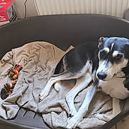 Kaïra participe au concours pour gagner de l'argent avec cette photo : dog, pet, dog_bed, blanket, toy, indoor, black_and_white, resting, animal, canine, floor, plastic_bed, rope_toy, relaxed, looking_up, household, companion, domestic_animal, fur, paw