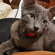 Genos a rejoint le concours — aidez-le/la à gagner de superbes lots ! cat, kitten, gray_fur, pet, collar, indoor, furniture, couch, closeup, cute, animal, whiskers, ears, eyes, resting, soft, fur, domestic, young, relaxed