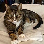 Randy is registered to the contest to win money with this photo: cat, tabby, green_eyes, paws, paper_towel, blanket, indoor, feline, pet, fur, whiskers, relaxed, laying_down, claws, close_up, domestic_cat, cute, animal, resting, soft