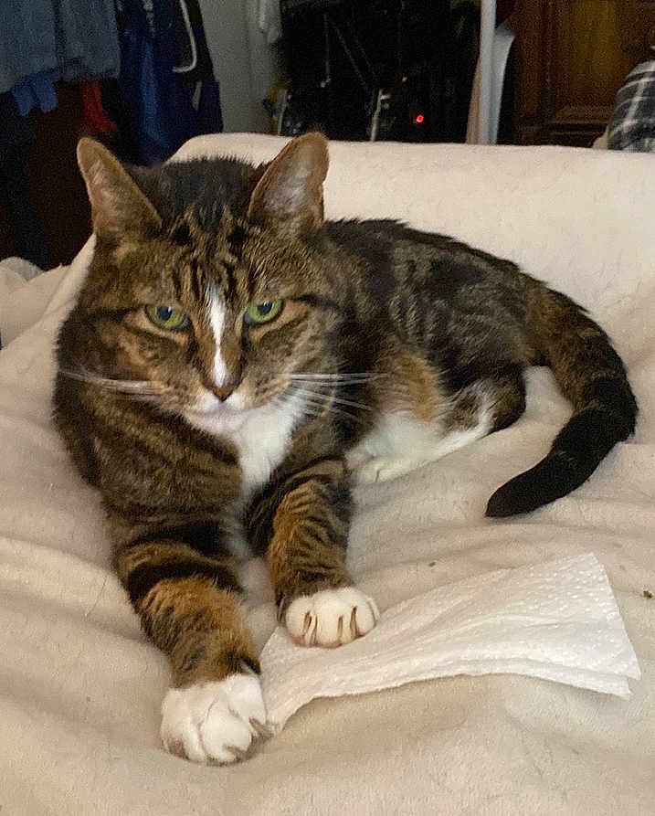 Randy is registered to the contest to win money with this photo: cat, tabby, green_eyes, paws, paper_towel, blanket, indoor, feline, pet, fur, whiskers, relaxed, laying_down, claws, close_up, domestic_cat, cute, animal, resting, soft