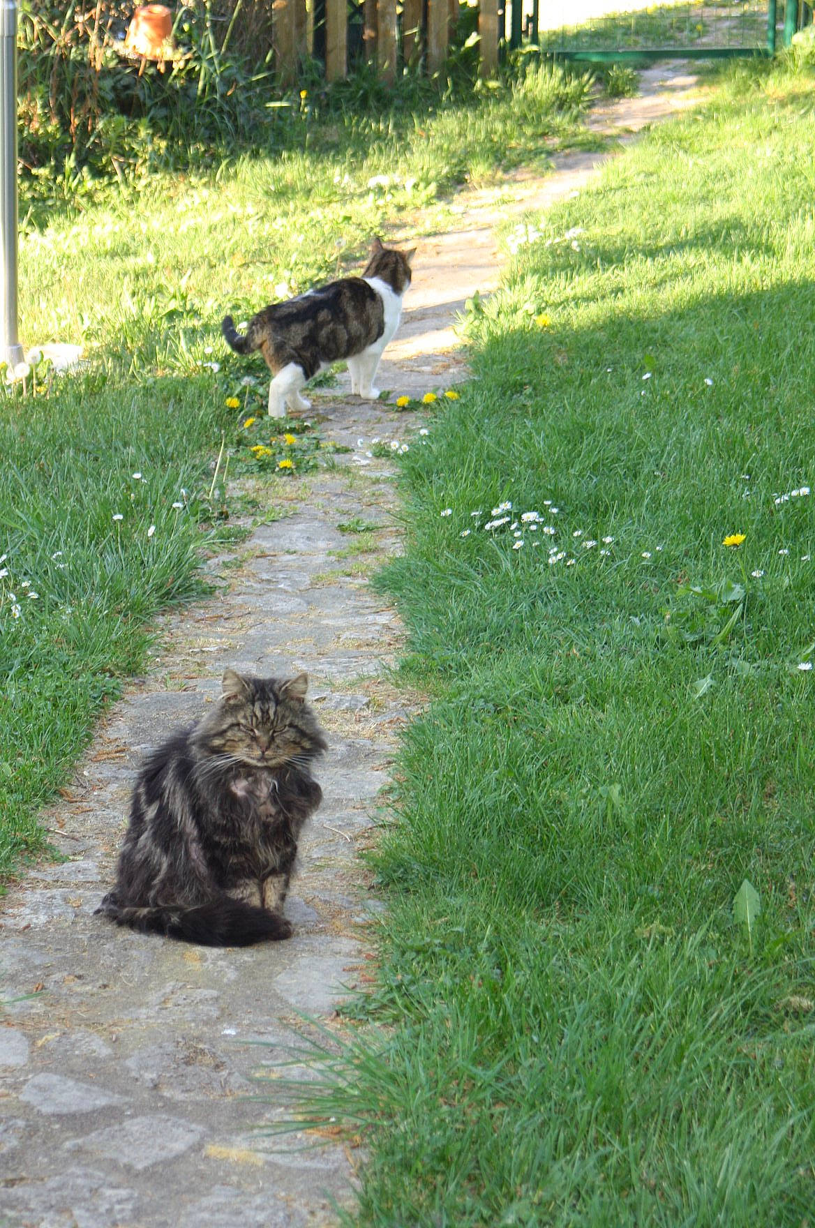 Mèche participe au concours pour gagner de l'argent avec cette photo : carnivore, cat, companion_dog, dog, dog_breed, felidae, grass, grass_family, groundcover, lawn, mammal, plant, road_surface, shrub, small_to_medium_sized_cats, soil, sporting_group, tail, terrestrial_animal, vertebrate