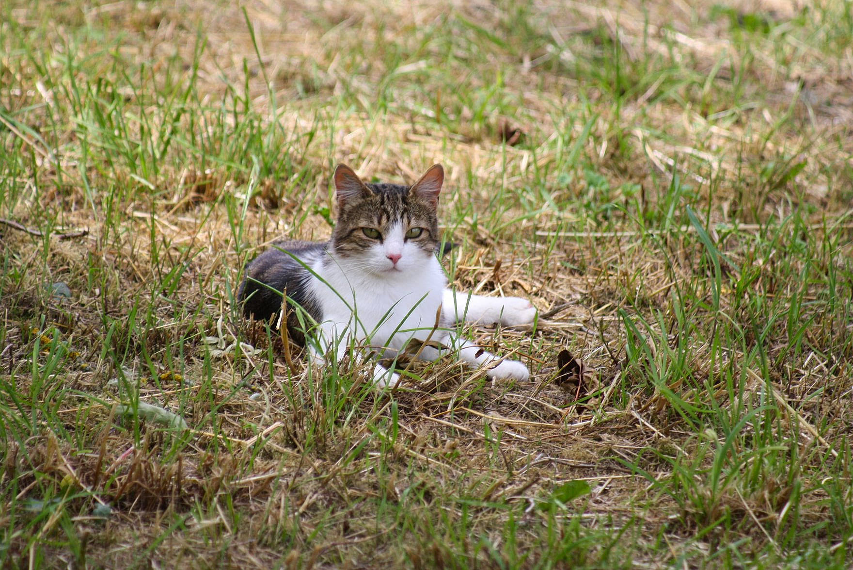 Mèche a rejoint le concours — aidez-le/la à gagner de superbes lots ! canidae, carnivore, cat, domestic_short_haired_cat, felidae, fur, grass, grassland, groundcover, herbaceous_plant, pasture, plant, small_to_medium_sized_cats, snout, soil, sporting_group, tail, terrestrial_animal, whiskers, wildlife