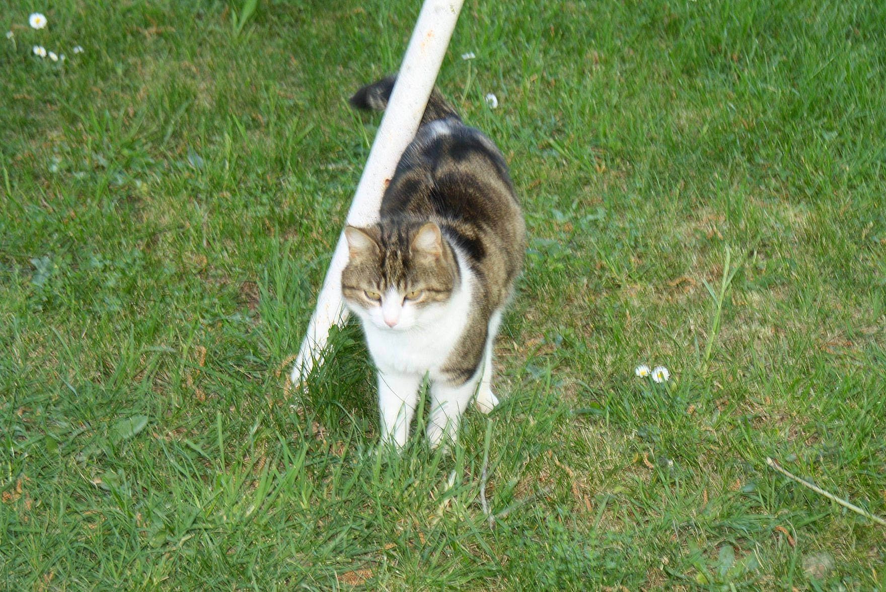 Mèche participe au concours pour gagner de l'argent avec cette photo : canidae, carnivore, cat, dog_breed, domestic_short_haired_cat, felidae, fur, grass, groundcover, lawn, plant, small_to_medium_sized_cats, tail, terrestrial_animal, tree, whiskers