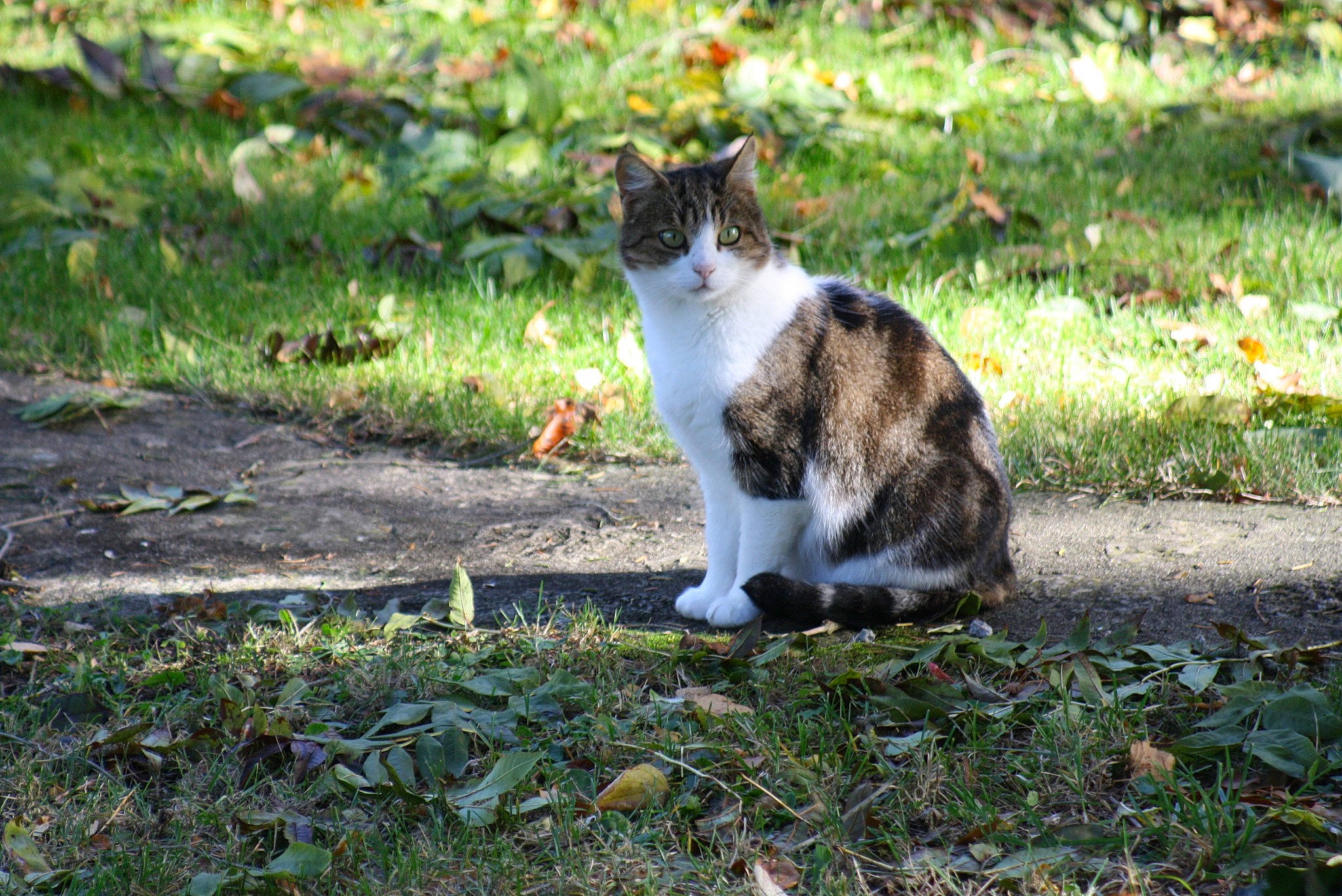 Mèche participe au concours pour gagner de l'argent avec cette photo : asphalt, carnivore, cat, domestic_short_haired_cat, felidae, fur, grass, grey, groundcover, landscape, leaf, plant, road, road_surface, sitting, small_to_medium_sized_cats, snout, tail, tree, whiskers