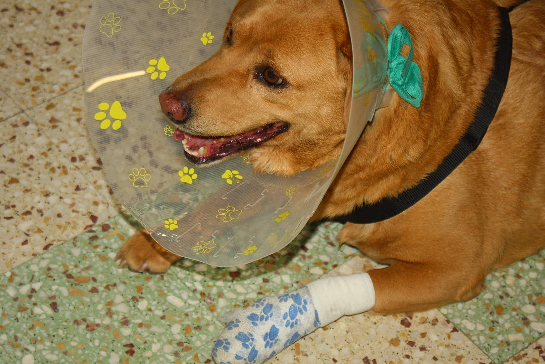 Kally participe au concours pour gagner de l'argent avec cette photo : carnivore, circle, collar, companion_dog, dog, dog_breed, dog_collar, dog_supply, dog_toy, fawn, flooring, hound, liver, paw, pet_supply, sporting_group, tennis_ball, whiskers, wood, working_animal