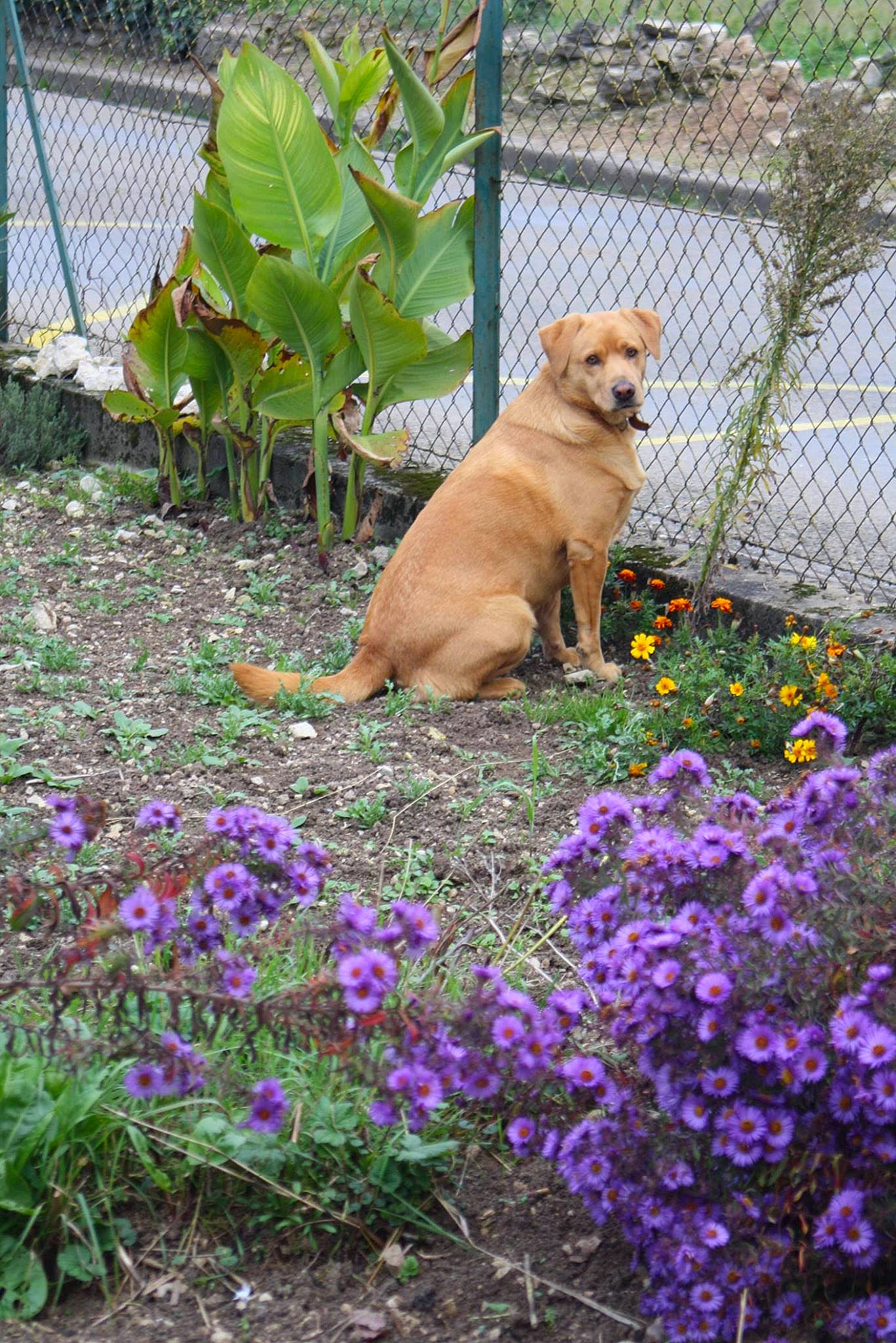 Kally participe au concours pour gagner de l'argent avec cette photo : annual_plant, canidae, carnivore, companion_dog, dog, dog_breed, fawn, fence, flower, flowering_plant, garden, grass, groundcover, herbaceous_plant, home_fencing, petal, plant, shrub, sporting_group, working_animal