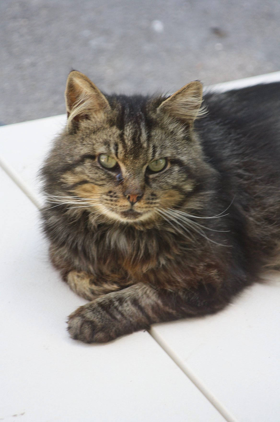 Touffu participe au concours pour gagner de l'argent avec cette photo : carnivore, cat, claw, domestic_short_haired_cat, felidae, fur, maine_coon, paw, sitting, small_to_medium_sized_cats, snout, terrestrial_animal, whiskers, window