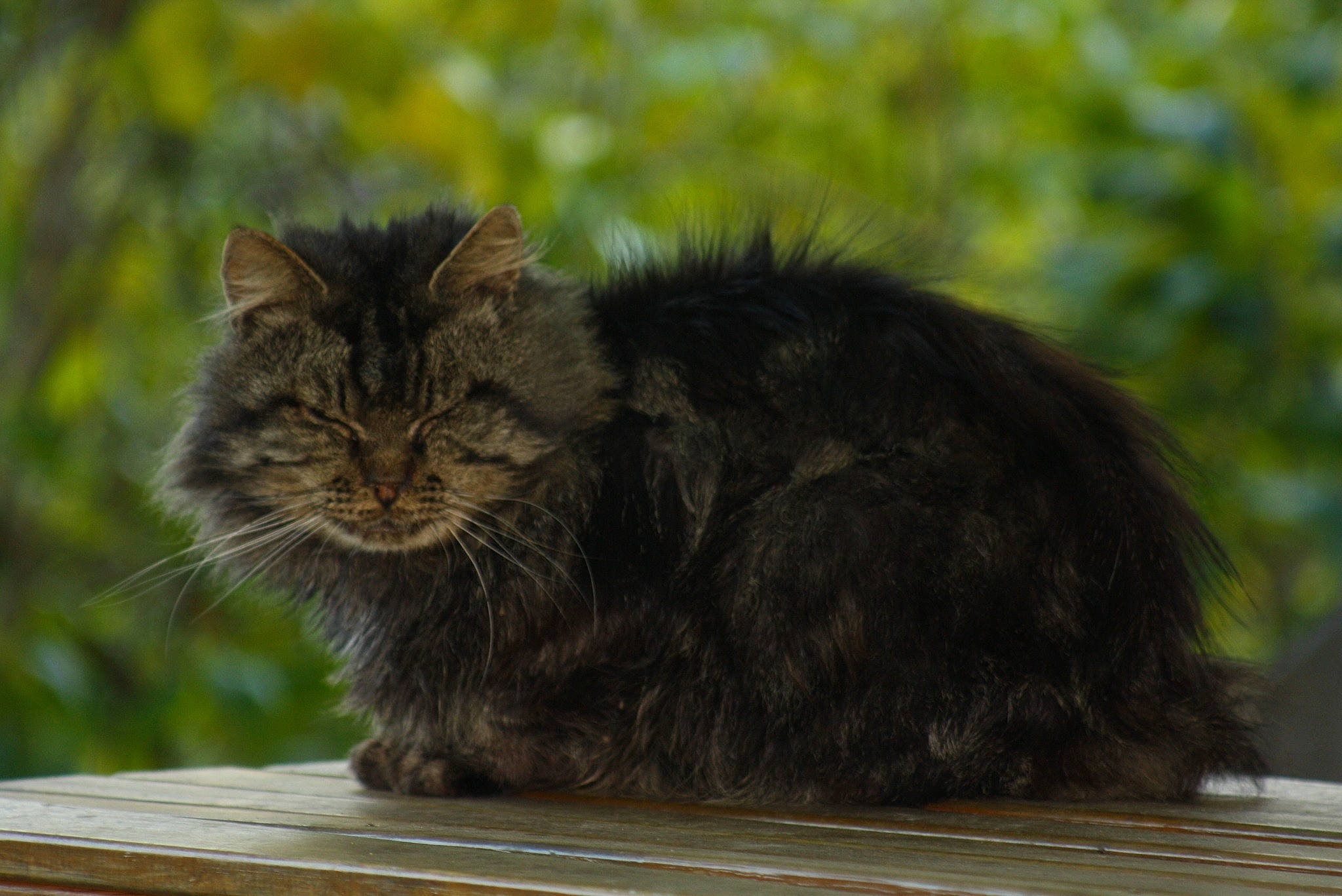 Touffu participe au concours pour gagner de l'argent avec cette photo : british_longhair, carnivore, cat, fawn, felidae, fur, grass, small_to_medium_sized_cats, snout, tail, terrestrial_animal, tree, whiskers, wildlife, wood
