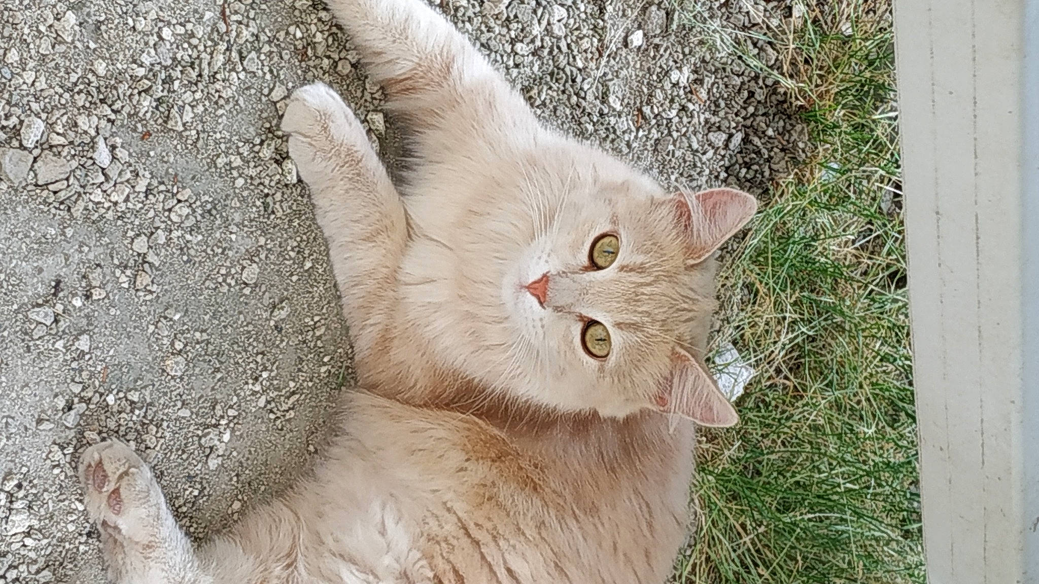 Le Trio participe au concours pour gagner de l'argent avec cette photo : carnivore, cat, claw, domestic_short_haired_cat, fang, fawn, felidae, fur, grass, paw, reef, sand, small_to_medium_sized_cats, snout, tail, terrestrial_animal, whiskers, wildlife