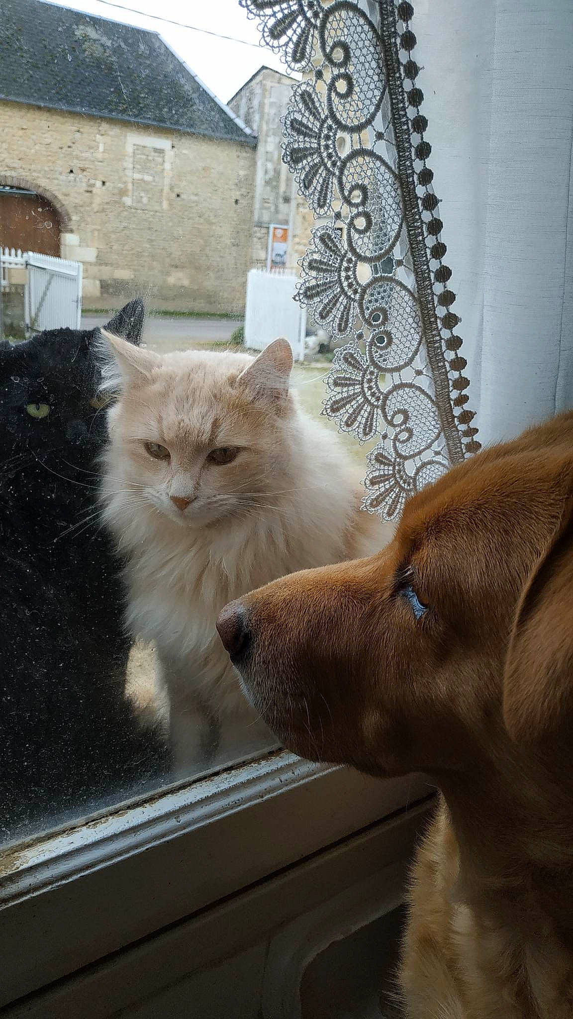 Le Trio a rejoint le concours — aidez-le/la à gagner de superbes lots ! carnivore, cat, claw, companion_dog, dog, domestic_short_haired_cat, fawn, felidae, flooring, fur, hardwood, house, paw, small_to_medium_sized_cats, snout, tail, whiskers, window, wood