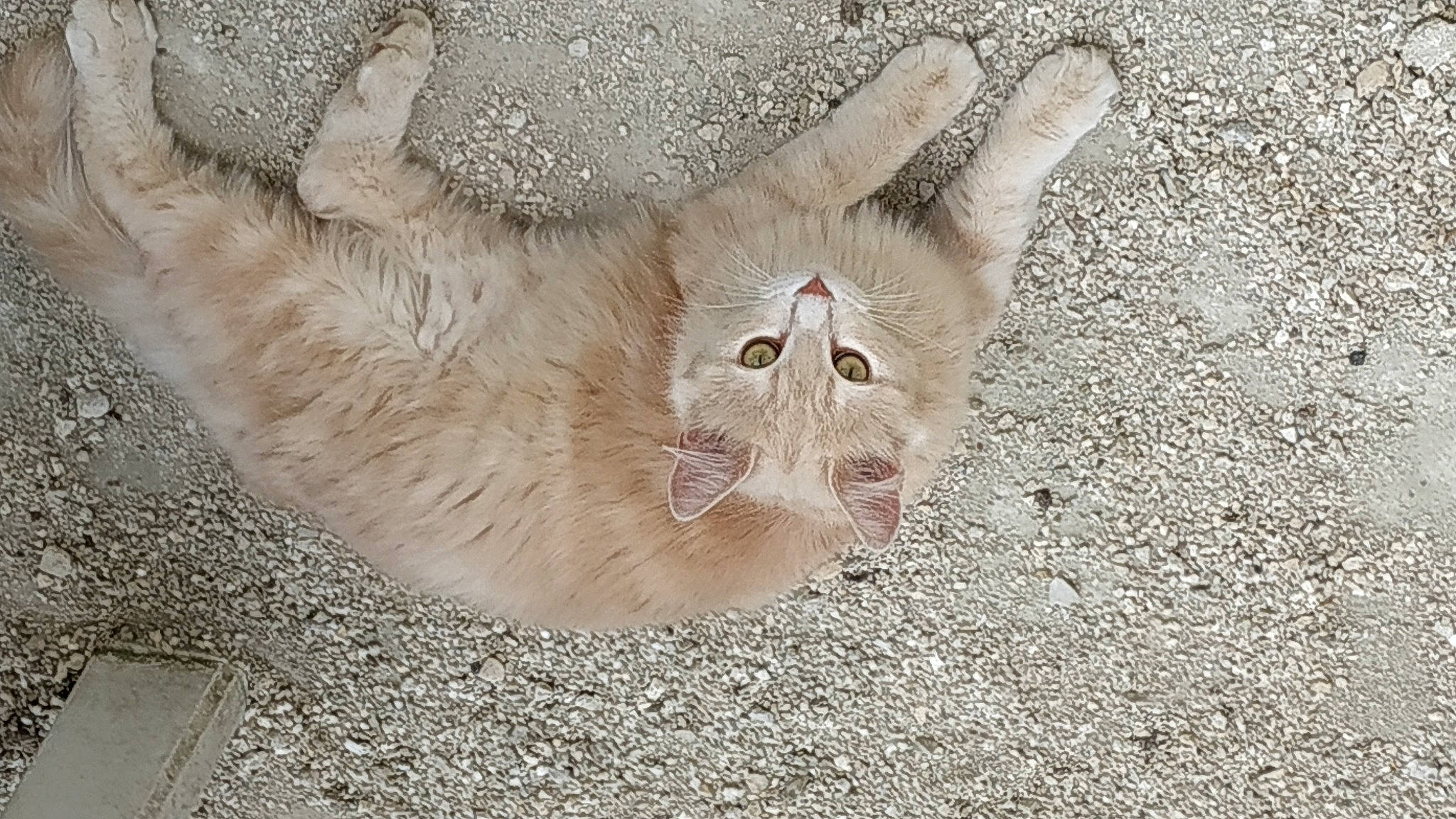 Le Trio participe au concours pour gagner de l'argent avec cette photo : canidae, carnivore, cat, claw, eye, fawn, felidae, foot, fur, human_body, jaw, leg, paw, small_to_medium_sized_cats, snout, sporting_group, tail, terrestrial_animal, whiskers, wood