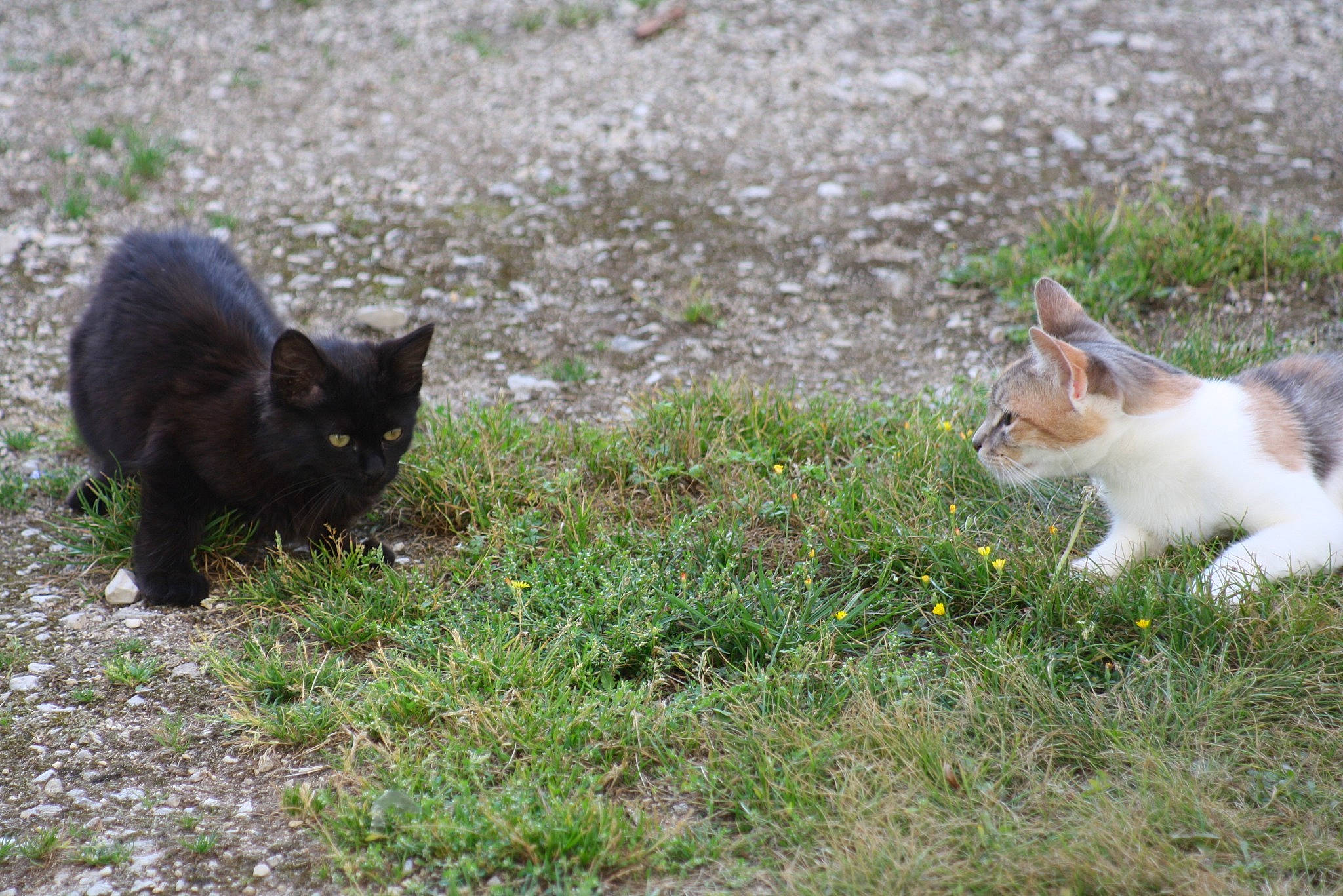 Mazout participe au concours pour gagner de l'argent avec cette photo : bombay, carnivore, cat, domestic_short_haired_cat, felidae, fur, grass, groundcover, herbaceous_plant, mammal, organism, plant, sitting, small_to_medium_sized_cats, snout, tail, terrestrial_animal, vertebrate, whiskers, wildlife