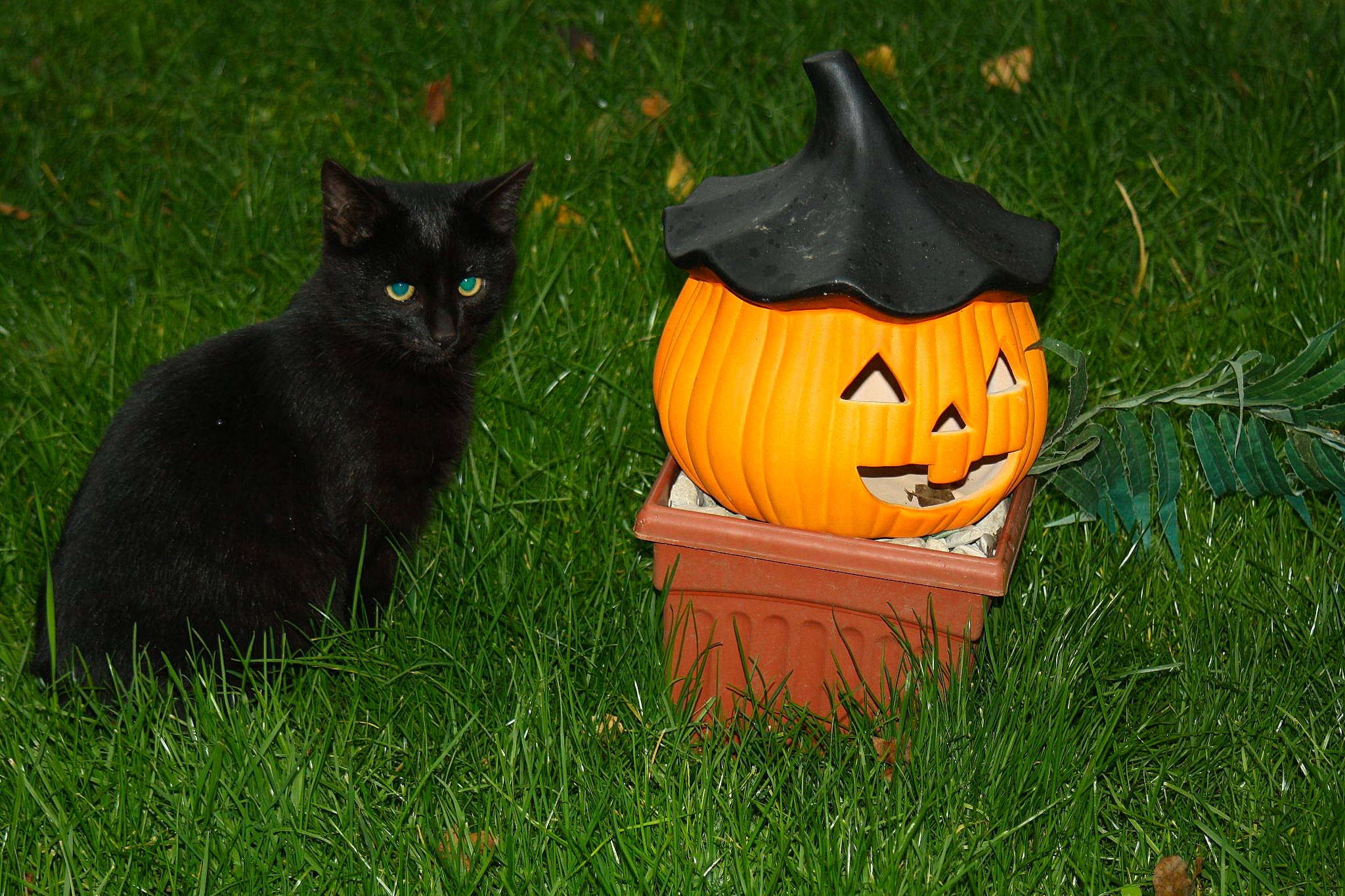 Mazout a rejoint le concours — aidez-le/la à gagner de superbes lots ! art, black_cat, bombay, calabaza, carnivore, cat, cucurbita, domestic_short_haired_cat, felidae, gourd, grass, jack_o_lantern, plant, pumpkin, small_to_medium_sized_cats, squash, tail, vegetable, whiskers, winter_squash