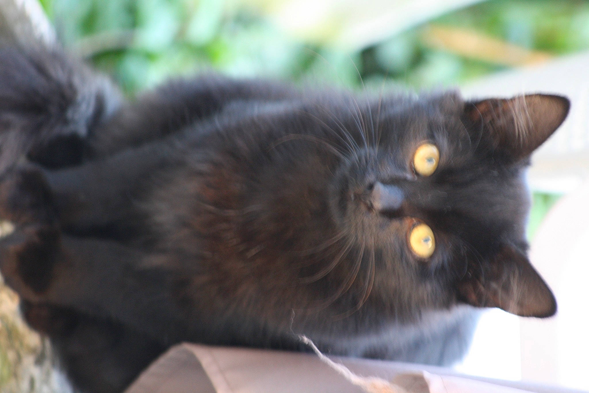 Mazout participe au concours pour gagner de l'argent avec cette photo : black_cat, bombay, carnivore, cat, claw, domestic_short_haired_cat, felidae, fur, grass, plant, small_to_medium_sized_cats, snout, tail, terrestrial_animal, whiskers